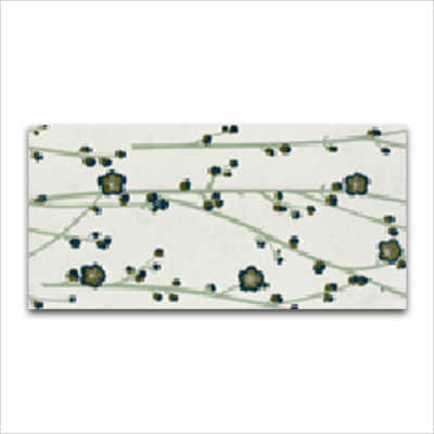 Zirconio Seramik Versalles Almendro-1 Nacar Çiçek 33,3 x 66,6 cm (1)